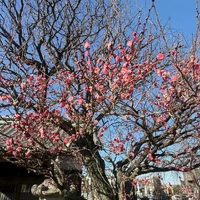 画像266