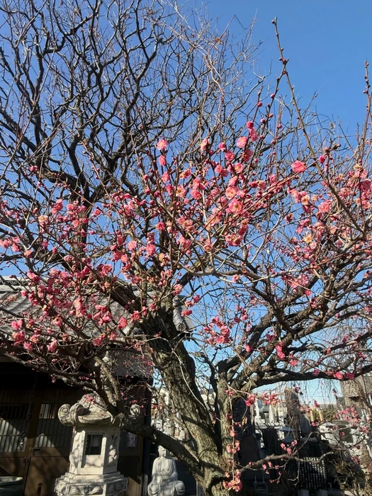 画像266