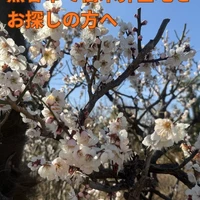 画像284