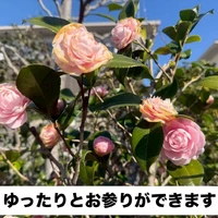 画像303